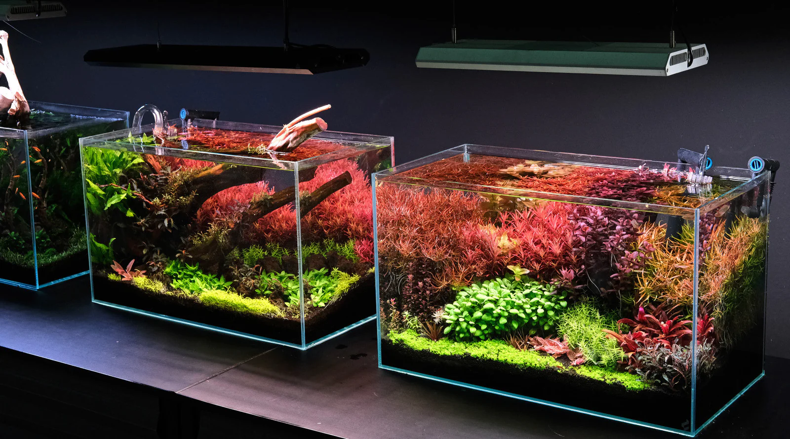 Best Aquarium LED Light 2025: Top Tips for Lush Plants & Healthy Fish