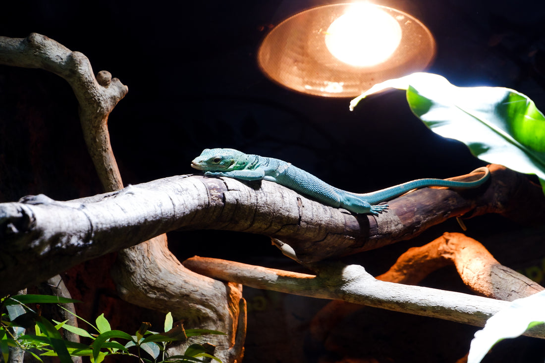 Bright Choices: A Guide to the Best Reptile Lights